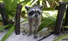 Best Cozumel Private Jeep Tour Wildlife Badger