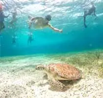 Santuario de la tortuga marina